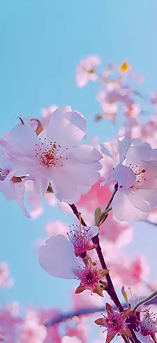 Cherry Blossom Live Wallpapers